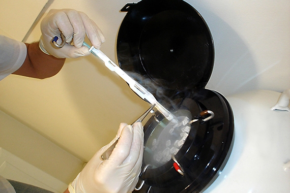 Congelamento de embriões bovinos